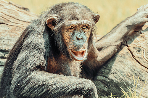 African Chimpanzee Portrait