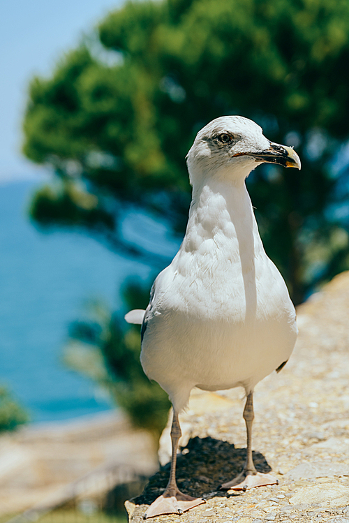 Funny White Seagull Bird Portrait