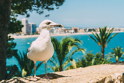 White Seagull Bird Portrait With Tropical City Skyline In Background