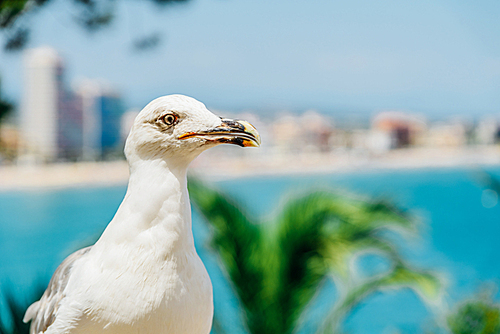 White Seagull Bird Portrait With Tropical City Skyline In Background