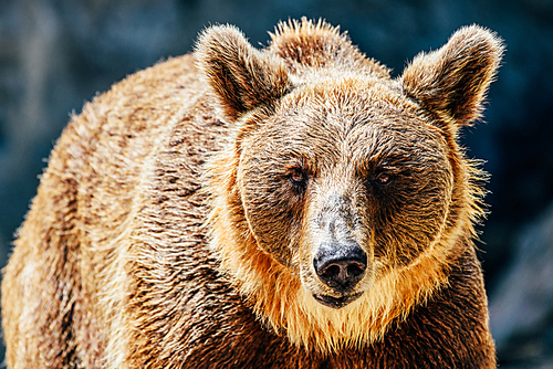 Brown Bear (Ursus Arctos) Portrait