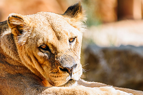 Closeup Portrait Of Female Lion