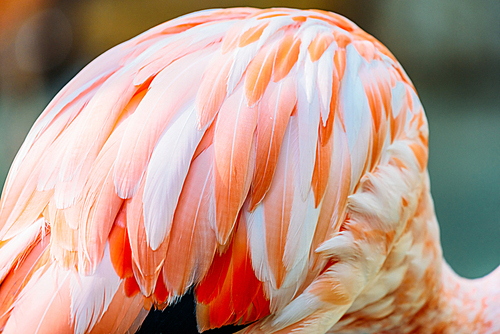 Pink Flamingo Feathers Closeup Details