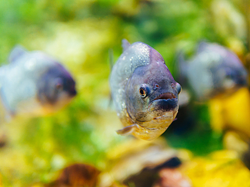 Underwater Closeup Of Piranha Fish