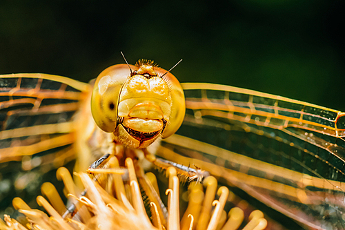 Extreme Macro Photo Of A Dragonfly