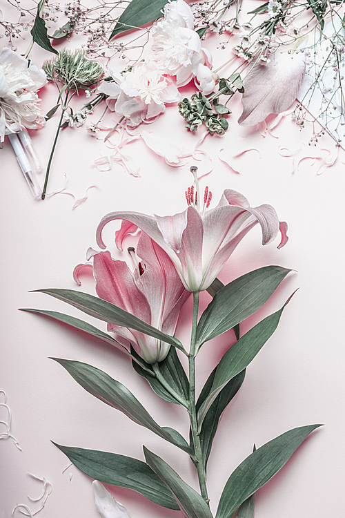 Pastel pink lilies flowers on desktop, top view