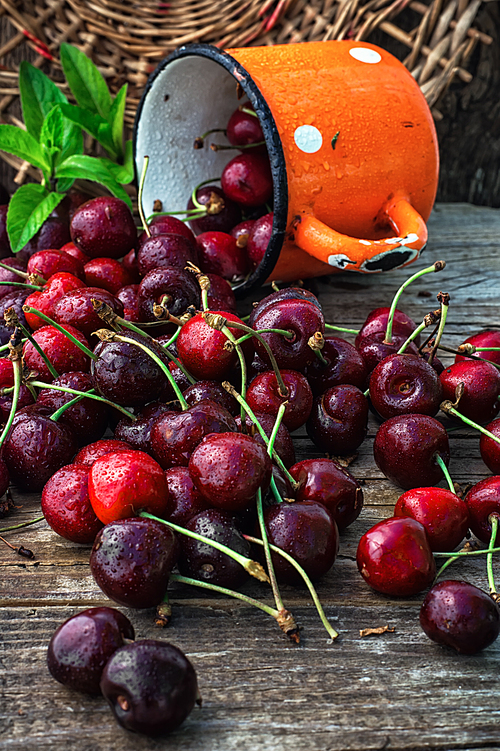 juicy and fresh berries June cherry.The image is tinted.Selective focus