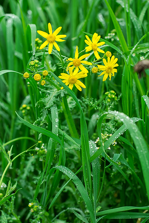 natural background of summer grass and field flowers after rain.Selective focus