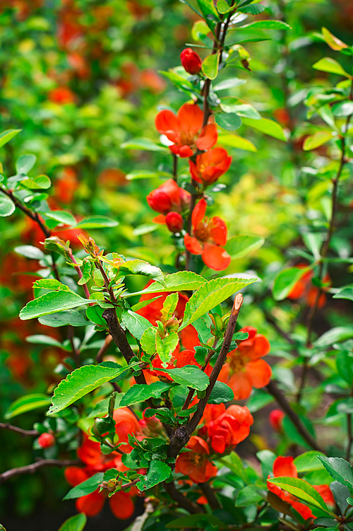 Shrub with colourful flowers in spring park