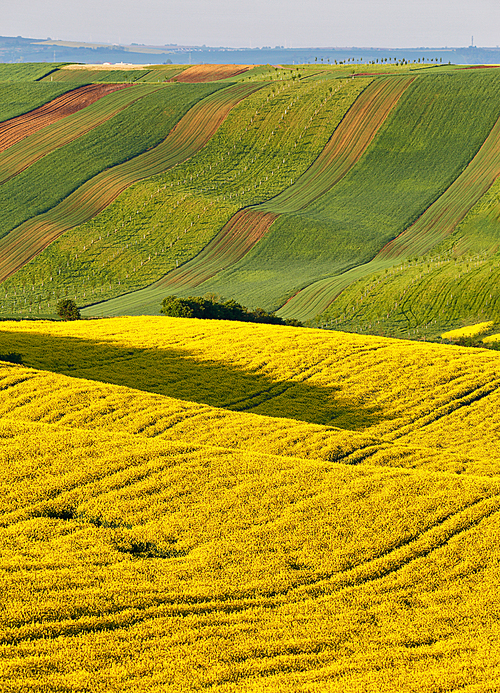 Sunny morning. Spring farmland on hills of South Moravia. Czech green and yellow spring fields. Rural agriculture scene