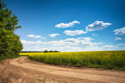 Dirt road in flowering field, beautiful countryside, sunny day. Yellow flowering fields, ground road and beautiful valley, nature rural spring landscape