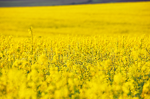 Spring colza fields. Blooming yellow flowers