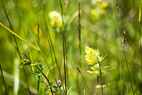 Booming yellow wild flowers on the meadow in summer. Spring flower seasonal nature background