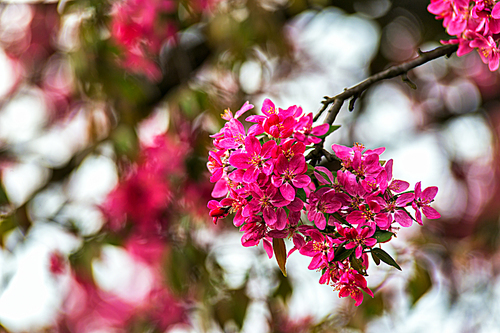 Blossom tree. Red spring flowers. Close up photograph of springtime Redbud blossoms. Blossom tree over nature background