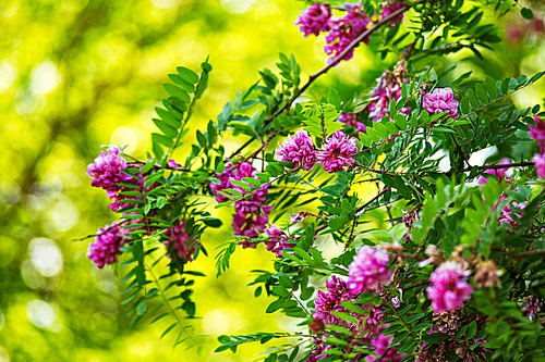 Purple acacia tree blooming background. Pink Robinia flowers close up. Violet pseudoacacia blossoms