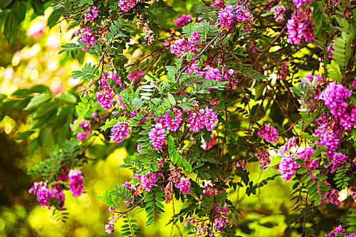 Purple acacia tree blooming background. Pink Robinia flowers close up. Violet pseudoacacia blossoms