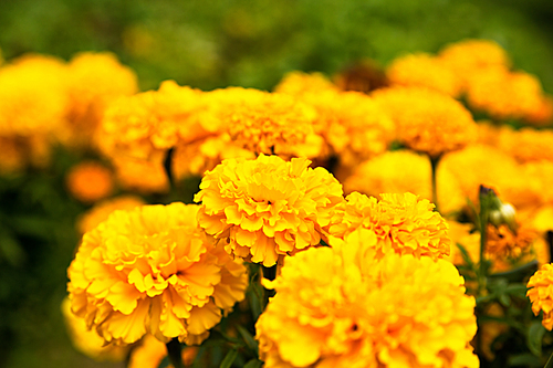 Close up of beautiful Marigold flower blooming in the garden. Tagetes erecta, Mexican, Aztec or African marigold