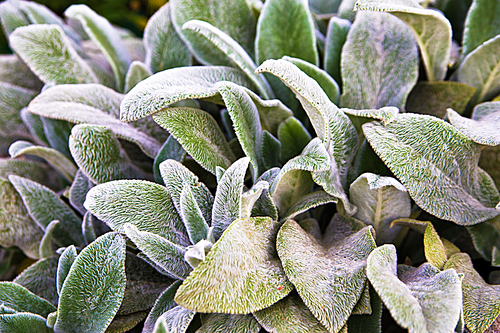 Floral background, green ground cover of fluffy leaves of plants. Herb Lambs ear. A beautiful perennial herbaceous plant with moody leaves