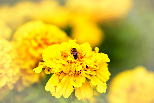 Bee on marigold flower blooming in the garden. Tagetes erecta, Mexican, Aztec or African marigold