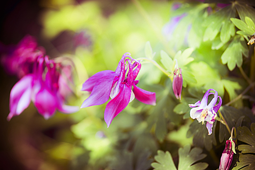 Close up of pink columbine flowers in garden