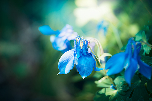 Handsome blue garden flowers. Columbine flowers