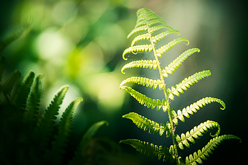 Green summer nature background with tropical fern leaves and bokeh