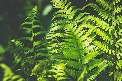 Tropical fern background, summer nature