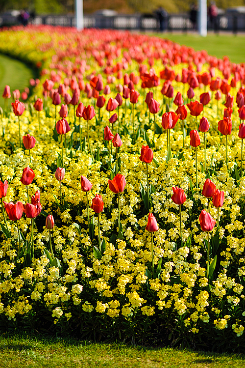 Red tulips near Buckingham Palace in London. Spring flowers.