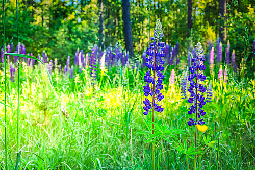 Blue lupines flowers in summer green grass, retro toned