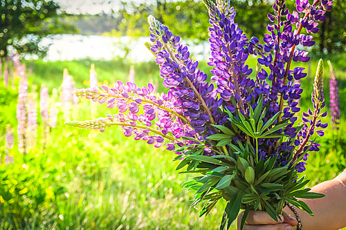 Blue lupines flowers bouuet, summer green grass meadow background, retro toned