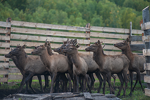 Domesticated deers marals on farm in Altay