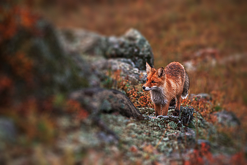 Curious red fox in its natural habitat. Altai nature reserve