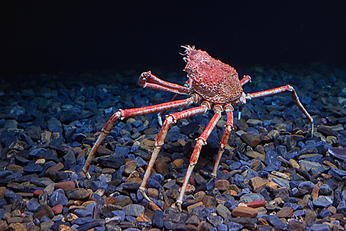 Tropical Rock lobster under water in aquarium
