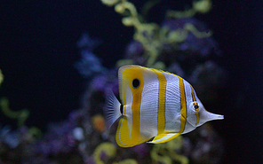 Copperband butterflyfish (Chelmon rostratus) tropical fish