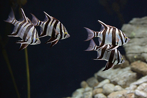 Close up of topical fish in aquarium