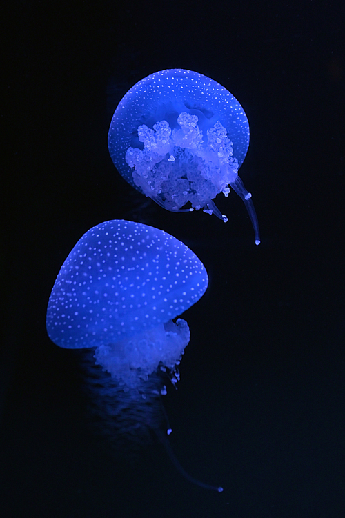 White-spotted jellyfish swimming in aquarium