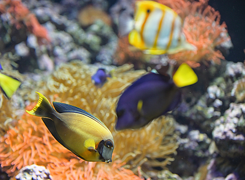 Coral fish Palette surgeonfish in aquarium