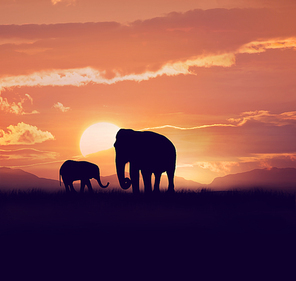 Baby and mother elephants at sunset