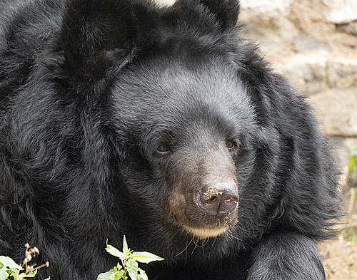 Himalayan bear or Ussuri black bear Ursus thibetanus.