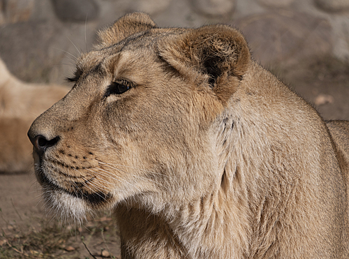 Portrait lioness basking in the warm sun after dinner.