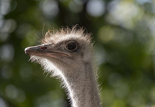 Ostrich close-up in the looks cautiously around.