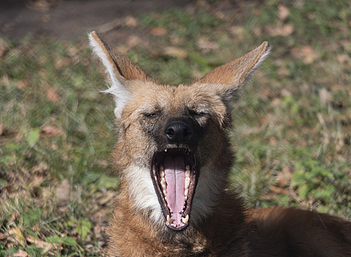 Red maned wolf in the captive animal portrait.