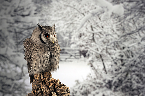 Beautiful portrait of Southern White Faced Owl Ptilopsis Granti in studio setting with snowy Winter background