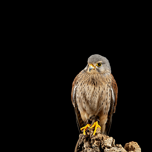 Beautiful portrait of Kestrel Falco Tinnunculus in studio setting on black background