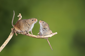 Cute harvest mice micromys minutus on wooden stick with neutral green background in nature