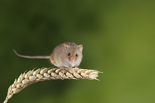 Cute harvest mice micromys minutus on wheat stalk with neutral green nature background