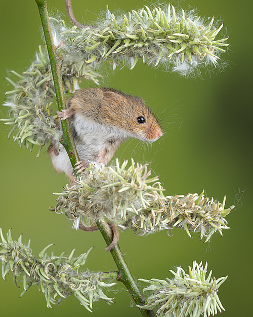 Cute harvest mice micromys minutus on white flower foliage with neutral green nature background