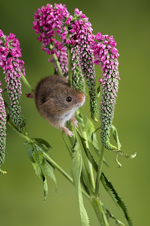 Cute harvest mouse micromys minutus on red flower foliage with neutral green nature background