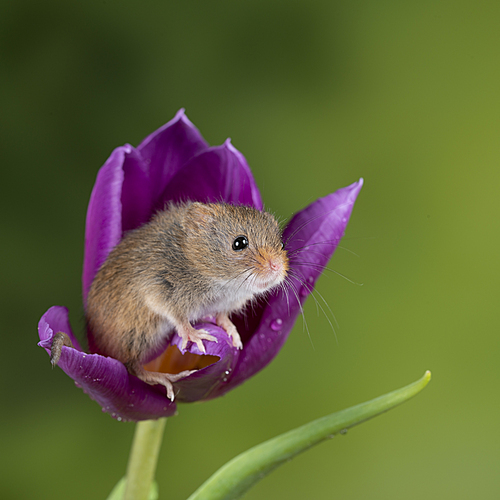 Cute harvest mice micromys minutus on purple tulip flower foliage with neutral green nature background