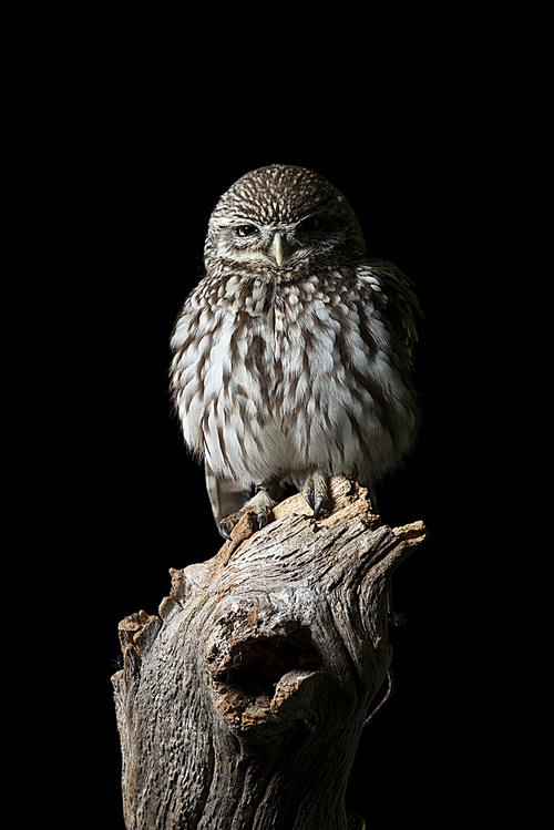 Beautiful portrait of Little Owl Athena Noctua in studio setting with black background and dramatic lighting